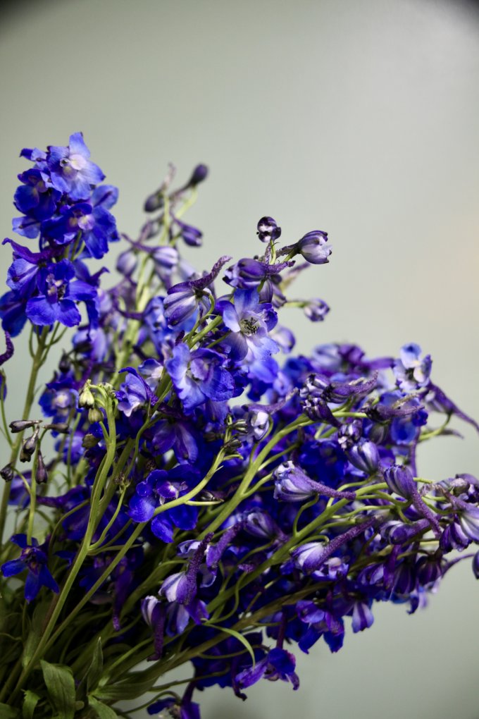 Le delphinium